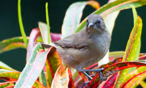 A gray bird sits on colorful leaves