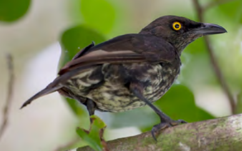 A mostly black bird with white stomach feathers and a yellow eye sits on a tree branch.