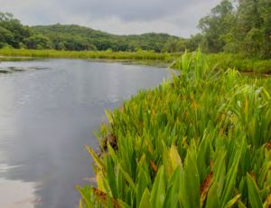 A lake with tall grasses growing on shore.