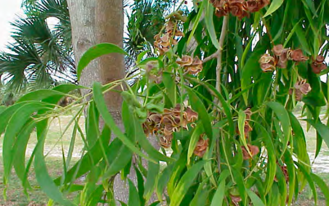 An acacia tree with leaves and seeds.