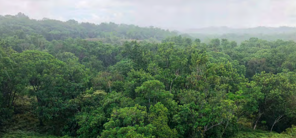 An aerial view of a dense forest
