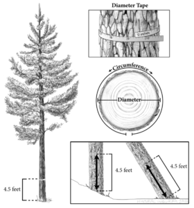 An illustration of diameter at breast height including: (left) a tree on which the height 4.5 feet is market, (top right) a tree trunk encircled with a diameter tape, (middle right) a cross section of the trunk where diameter and circumference are labeled, and (bottom right) how DBH is measured on an upright tree and a leaning tree.
