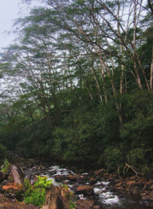 A stand of trees growing by a stream