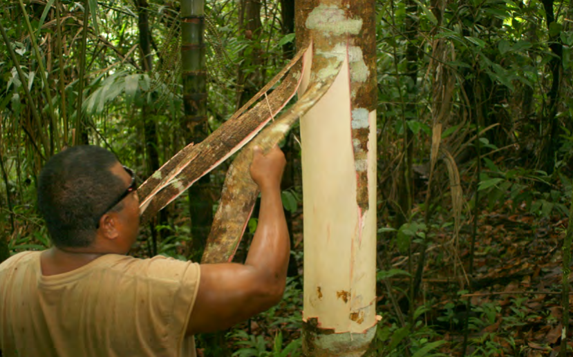 A man peels the bark from a section of a tree.