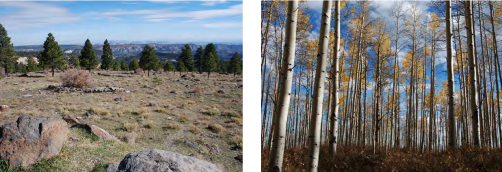 Two photos of forests. The forest on the right is more spread out, with a lot of open ground in the foreground. The photo on the right is of a denser forest, with trees growing closely together.