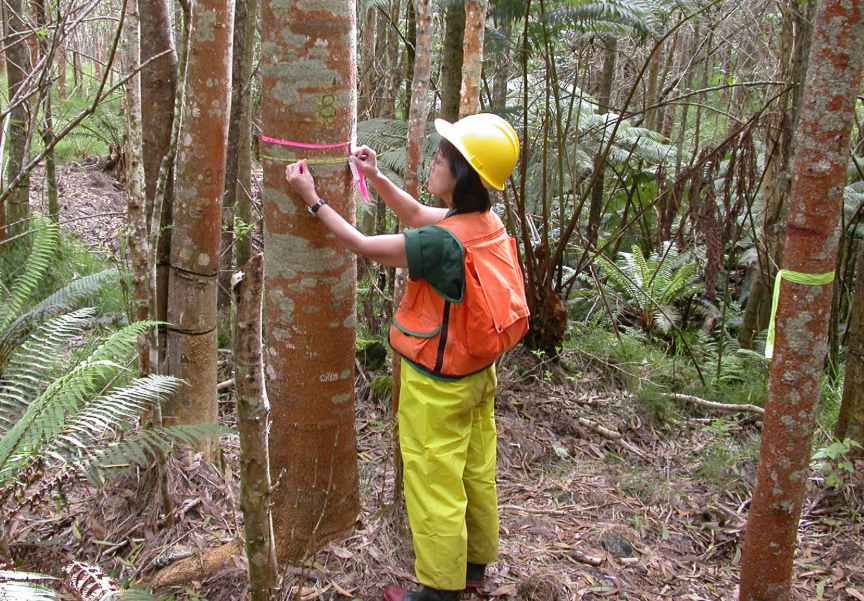 A person wraps a measuring tape around a tree trunk at breast height.