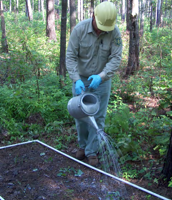 A person waters the soil within a rectangular marked out with thin, white tubing.