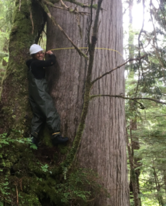 A woman wraps a diameter tape around a very large tree trunk.