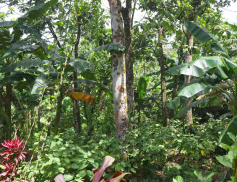 Dense foliage in a rainforest