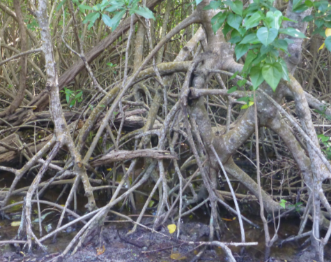 Mangroves