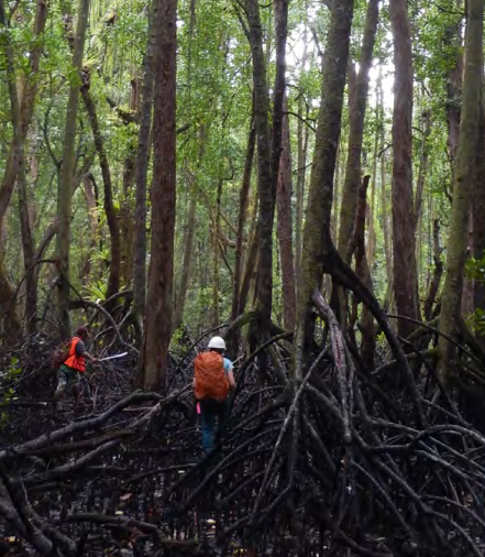 Two people walk among tall mangrove trees