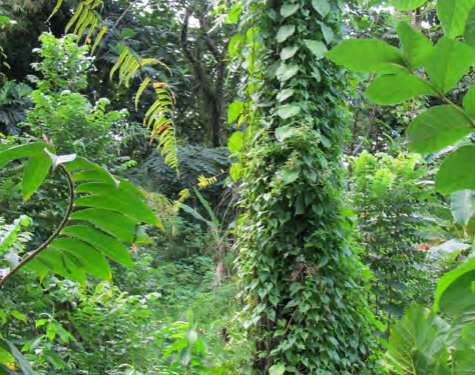 Dense rainforest foliage
