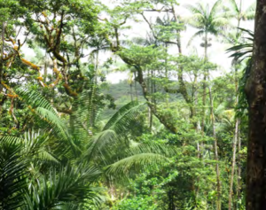 Dense foliage through which can be seen a mountain.