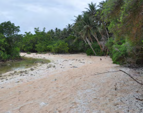 A beach lined with trees on the inland side.
