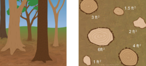 Two illustrations: the one on the left shows a stand of trees as seen from the side; the one on the right shows those trees in cross-section from above.