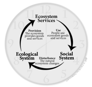 An illustration showing hoe ecosystems services affects the social system affects the ecological system