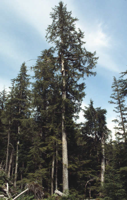 Mature Yellow Cedar trees