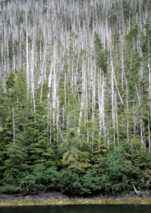 Dead Yellow Cedar trees