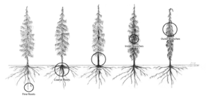 An illustration of disease spreading from the roots to the tree