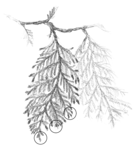 Illustration of leaves