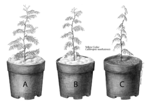 Illustration of the experiment on trees in pots