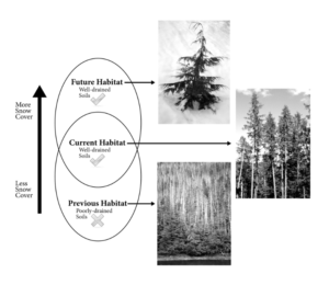 This illustration is a model of the scientists’ yellow-cedar management recommendations.