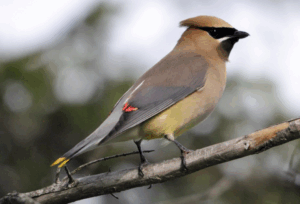 Cedar waxwing