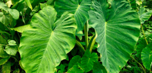 Large green leaves