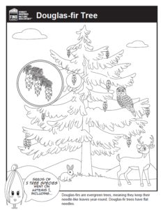 An illustration of a Douglas-fir tree