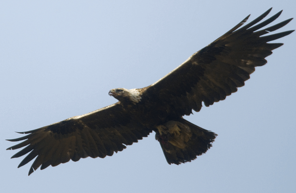 Golden eagle soaring through the sky