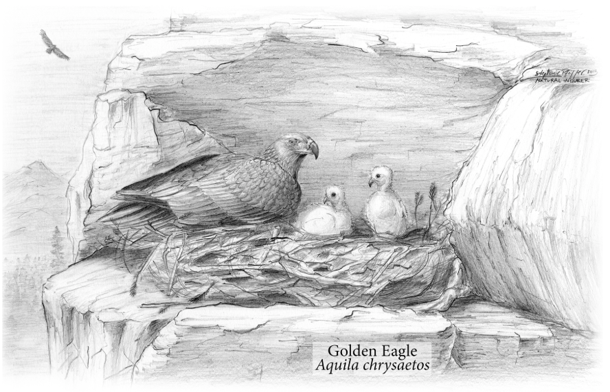 A golden eagle nest with a female and two chicks