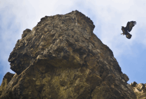 A golden eagle preparing to land on its nest at the top of a mountain