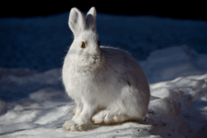 A snowshoe hare in some snow