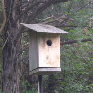 A bird box in the woods