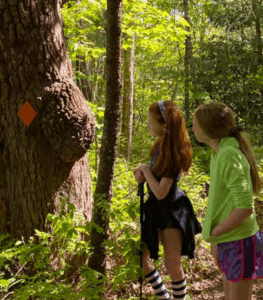 Two kids pause on a hike to observe an old tree.