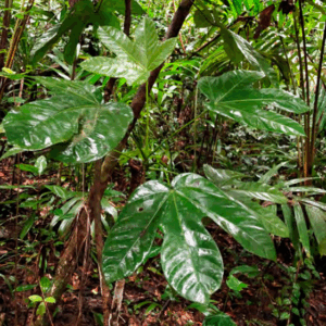 A tree growing in a rainforest with large, three- or five-lobed leaves.