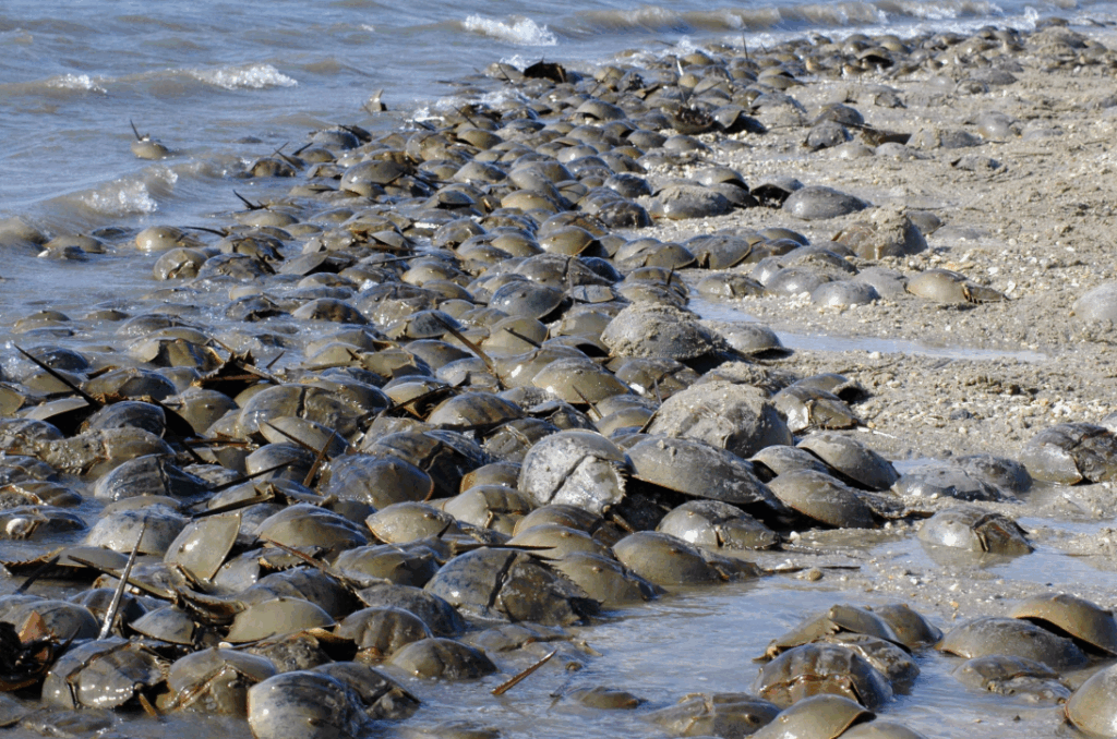 Horeshoe crabs on a shoreline