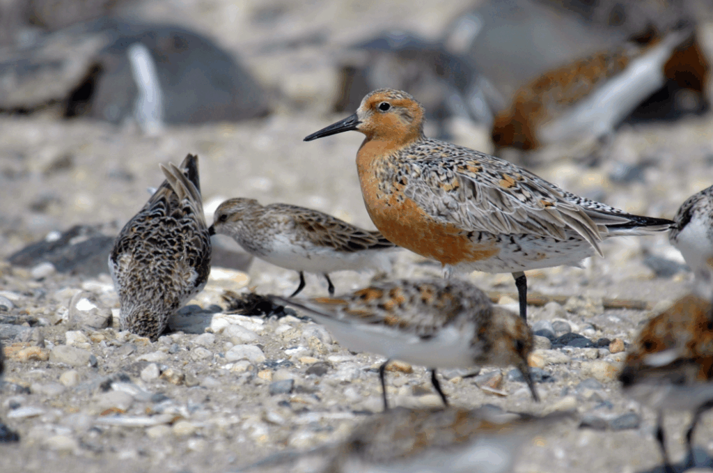 Red knots eating on the bay