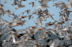Red knots flying in the sky