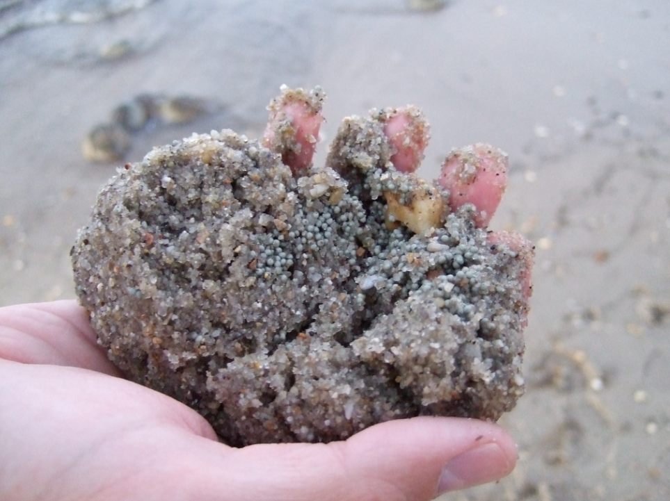 Tiny horseshoe crabs in sand