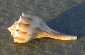 A sea shell on a beach