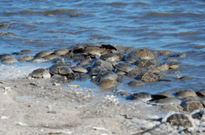 Horseshoe crabs in the ocean