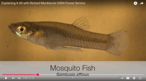 Thumbnail from the video featuring the Mosquito Fish 