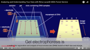 Thumbnail from a YouTube video showing an illustration of gel electrophoresis 