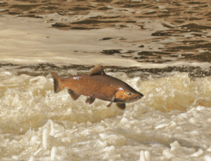 A salmon jumping up out of water 