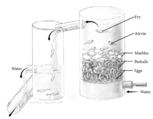 An illustration of a chamber in a fish hatchery