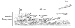 An illustration of salmon laying eggs in a gravel bed.