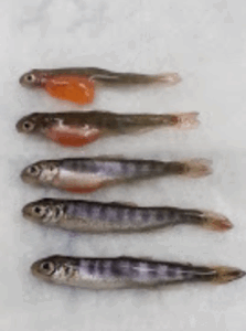 Salmon at different stages of absorbing their yolk sac