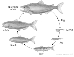 Illustration of salmon life cycle