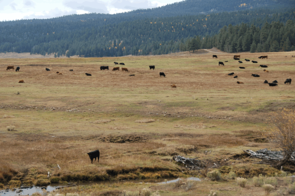 Cows razing in an open field